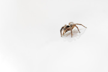 Jumping Spider Isolated