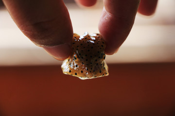 small boxfish on red and white background.