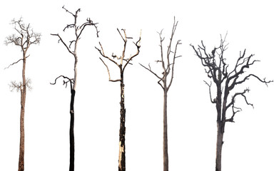 Collection of dead trees silhouettes isolated on white background
