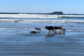 happy dogs playing on beach