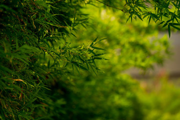 Bamboo leaves