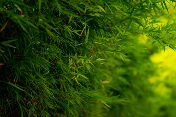 Bamboo leaves