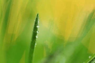 Grass stems with water drops macro.Spring grass in dew drops close-up on a blurred vegetable yellow background. spring grass background.Phone wallpaper