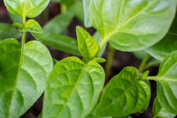 Pepper seedlings, young shoots close-up. Macro shooting. Selective focus.