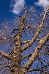Fototapeta na wymiar Old bare tree in early spring