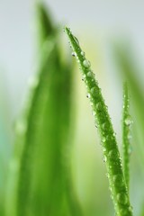 Obraz na płótnie Canvas Grass stems with water drops macro.Spring grass in dew drops close-up on a blurred vegetable background.green spring grass background.Phone wallpaper