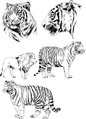 set of vector drawings on the theme of predators tigers are drawn by hand with ink tattoo logos	