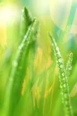 Grass stems with water drops macro.Spring grass  close-up on a blurred vegetable yellow background.green spring grass background.Phone wallpaper