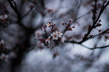 Light Pink Blossoms on Tree