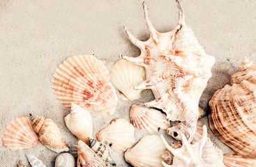 Seashells on the sand, summer beach background, travel concept with copy space for text.