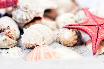 Seashells and red seastars on the sand, summer beach background travel concept.