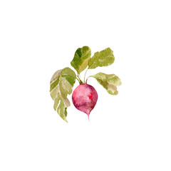 Radish watercolor vegetable illustration 