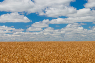 Fototapeta premium Field of ripe golden wheat