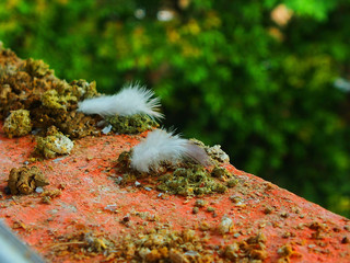 Dove around the window Of high-rise buildings