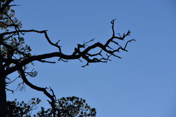 dead tree on blue sky