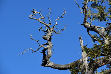 dead tree branches