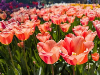 Obraz premium Beautiful tulips blossom in a sunny day at Descanso Garden