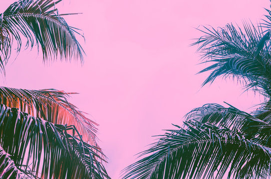 Copy space pink tropical palm tree on sky abstract background. Summer vacation and nature travel adventure concept.