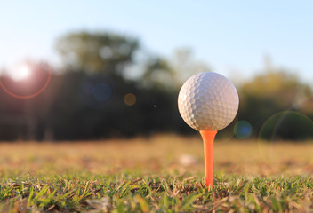 White gorges on the field in the light of the sun shining