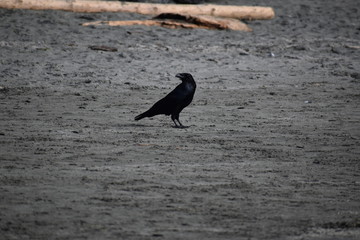 raven