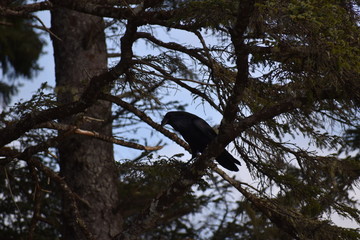 raven on a tree