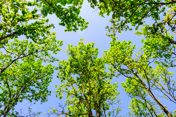 forest