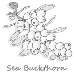 Branch of sea buckthorn berries with leaves. Vector illustration set on white background.