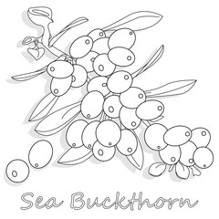 Branch of sea buckthorn berries with leaves. Vector illustration set on white background.