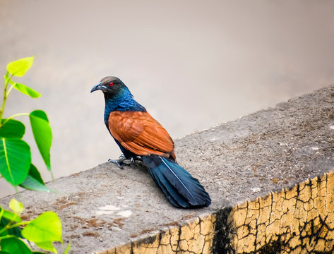 pheasant coucals