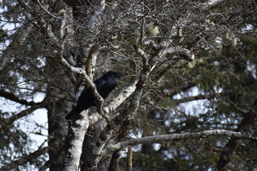 Obraz premium raven looking out