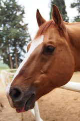 Brown horse portrait tounge out