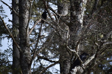 Fototapeta premium raven and crow