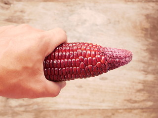 corn in the hand