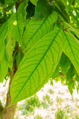 Tender Leaves Of The Otaheite Apple Tree