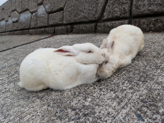 大久野島の野生のうさぎたち16 Wild rabbits on Okunoshima