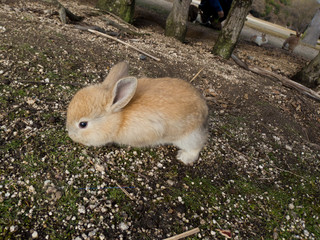 大久野島の野生のうさぎたち11 Wild rabbits on Okunoshima