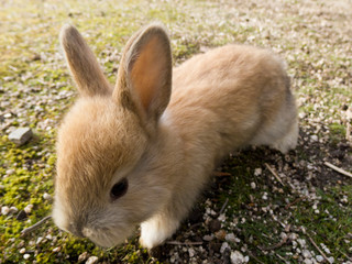 大久野島の野生のうさぎたち10 Wild rabbits on Okunoshima