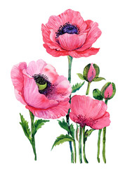 poppies flowers watercolor illustration on isolated white background