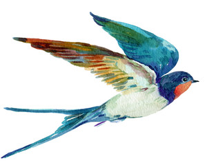 bird swallow,watercolor illustration