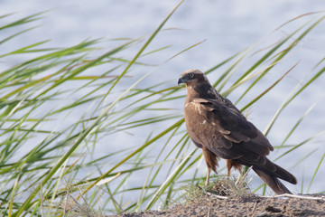 Marsh Harrier on grass
