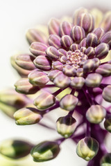 ハボタン / flowering kale