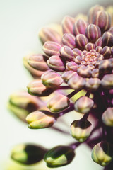 ハボタン / flowering kale