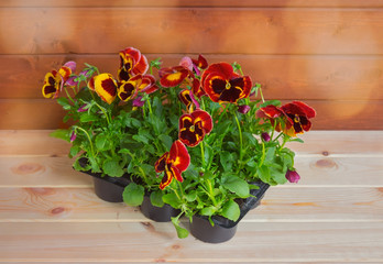 Seedlings of pansy flowers in plastic pot on wooden table. Selective focus.