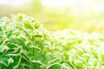 Selective focus many type of cactus in green house.