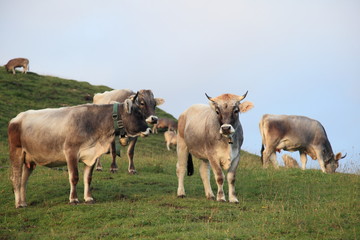 Kuhherde auf derAlmwiese