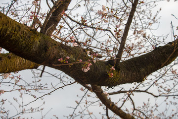 桜