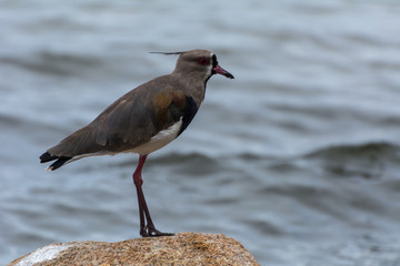 Close up of a lapwing, on a rocky region in the Conceicao Lagoon, in Florianopolis, Brazil.