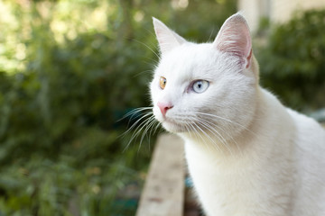 white cat with colorful eyes
