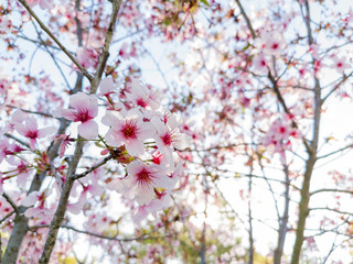 Super cherry blossom at Peter F. Schabarum Regional Park, Hacienda Heights