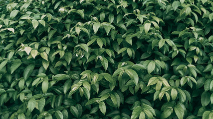 Tropical green leaf background, Dark tone theme.